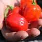 Preview: Habanero Red Savina (Schärfe 10+) (Samen)