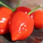 Preview: Habanero Red Savina (Schärfe 10+) (Samen)