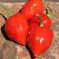 Preview: Habanero Red Savina (Schärfe 10+) (Samen)