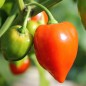 Preview: Habanero Red Savina (Schärfe 10+) (Samen)