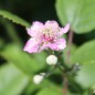 Preview: Heilige Brombeere (Pflanze)