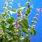 Preview: Heiliges Basilikum - Tulsi