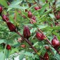 Preview: Hibiscustee - Roselle (Samen)