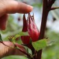 Preview: Hibiscustee - Roselle (Samen)