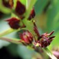 Preview: Hibiscustee - Roselle (Samen)