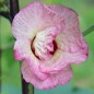 Preview: Hibiscustee - Roselle (Samen)