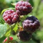 Preview: Himbeere Glen Coe (Pflanze)