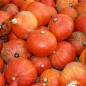 Preview: Kürbis Hokkaido orange  (Samen)