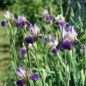 Preview: Holunderduftiris (Pflanze)