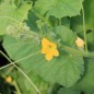 Preview: Honigmelone Delice de Table (Samen)