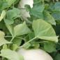 Preview: Honigmelone Honey Dew Orange Fleshed (Samen)