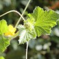 Preview: Honigmelone Noire des Carmes (Samen)
