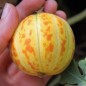 Preview: Honigmelone Queen Anne's Pocket (Samen)