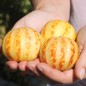 Preview: Honigmelone Queen Anne's Pocket (Samen)