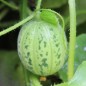 Preview: Honigmelone Queen Anne's Pocket (Samen)