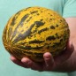 Preview: Honigmelone Turkish Leopard (Samen)