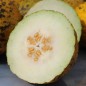 Preview: Honigmelone Turkish Leopard (Samen)
