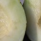 Preview: Honigmelone Turkish Leopard (Samen)