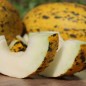 Preview: Honigmelone Turkish Leopard (Samen)