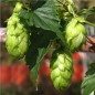 Preview: Hopfen (Samen)