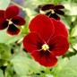 Preview: Hornveilchen Arkwright Ruby (Samen)