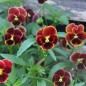 Preview: Hornveilchen Arkwright Ruby (Samen)