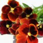 Preview: Hornveilchen Arkwright Ruby (Samen)