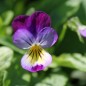 Preview: Hornveilchen Helen Mount (Samen)