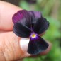 Preview: Hornveilchen Sawyers Black (Samen)