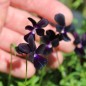 Preview: Hornveilchen Sawyers Black (Samen)