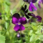 Preview: Hornveilchen Sawyers Black (Samen)