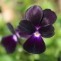 Preview: Hornveilchen Sawyers Black (Samen)