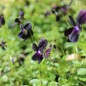Preview: Hornveilchen Sawyers Black (Samen)