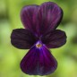 Preview: Hornveilchen Sawyers Black (Samen)