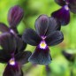 Preview: Hornveilchen Sawyers Black (Samen)