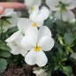 Preview: Hornveilchen White Perfection (Samen)