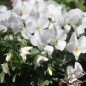 Preview: Hornveilchen White Perfection (Samen)