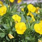 Preview: Hornveilchen Yellow Perfection (Samen)