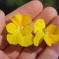 Preview: Hornveilchen Yellow Perfection (Samen)