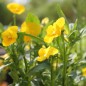 Preview: Hornveilchen Yellow Perfection (Samen)