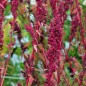 Preview: Huazontle - Broccolimelde (Samen)