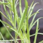 Preview: Flohsamen (Samen)
