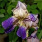 Preview: Holunderduftiris (Pflanze)