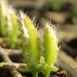 Preview: Pitahaya weißfleischig (Samen)