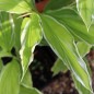 Preview: Japanischer Ingwer White Feather (Pflanze)