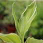 Preview: Japanischer Ingwer White Feather (Pflanze)