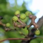 Preview: Japanischer Rosinenbaum (Pflanze)