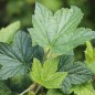 Preview: Johannisbeere Byelorussian Sweet (Pflanze)