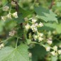 Preview: Johannisbeere Byelorussian Sweet (Pflanze)