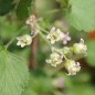 Preview: Johannisbeere Edsvik (Pflanze)